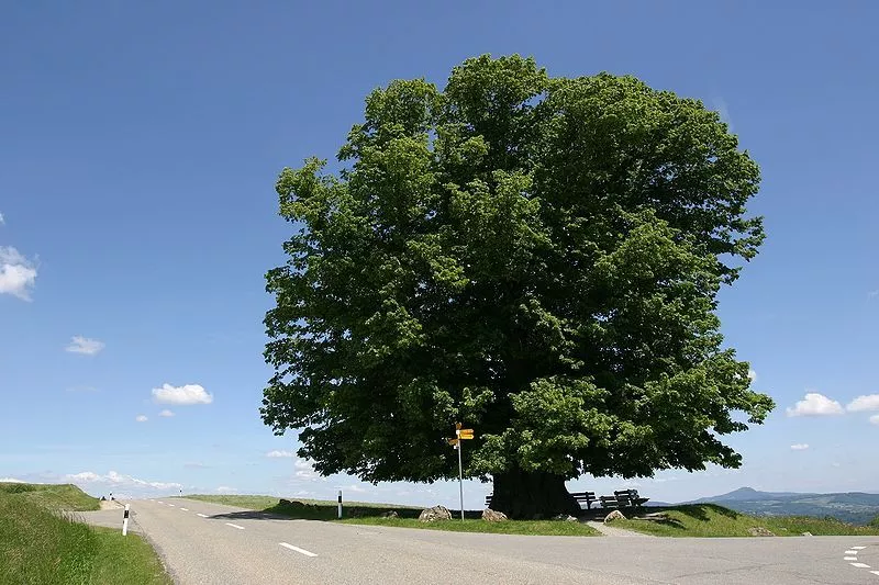800px-linde-von-linn